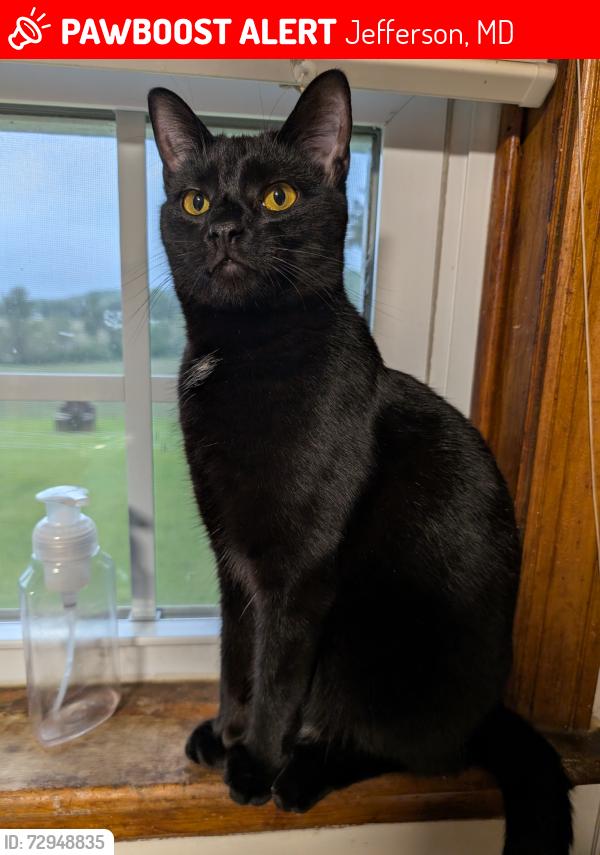Lost Male Cat last seen Near Jefferson , Jefferson, MD 21755