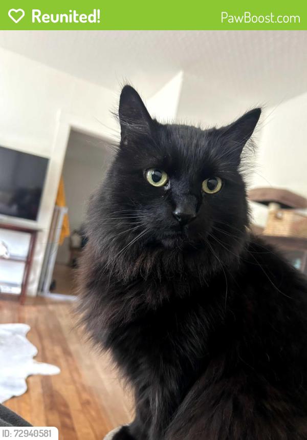 Reunited Female Cat last seen South Main and Pearl near Cemetery/Drop in Shelter, Brattleboro, VT 05301