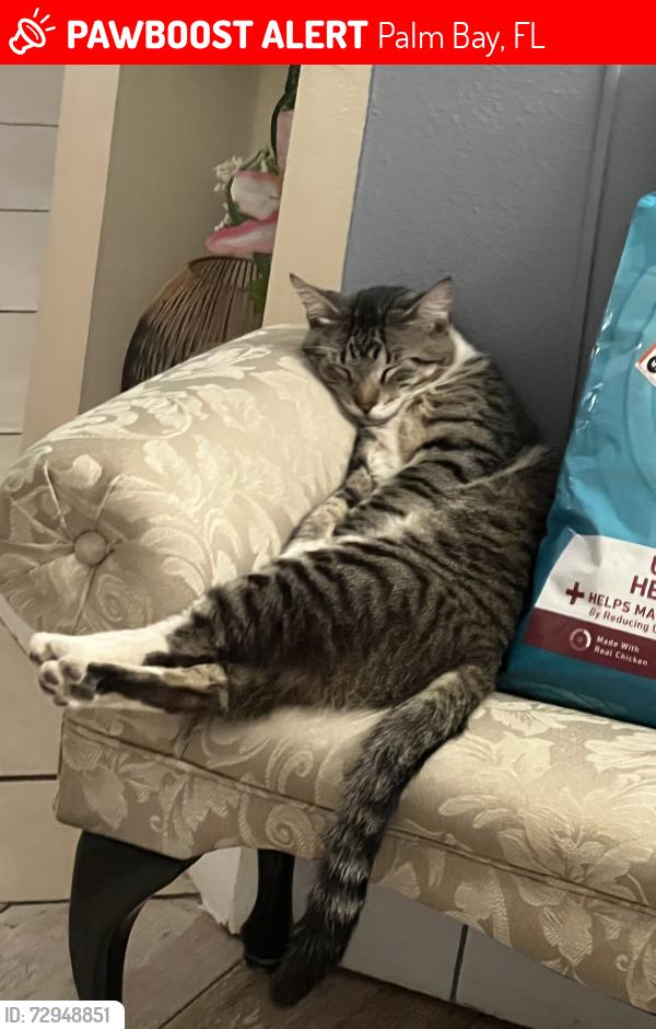 Lost Male Cat last seen Waco Blvd SE & Emerson Dr SE, Palm Bay, FL 32909