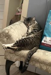 Lost Male Cat last seen Waco Blvd SE & Emerson Dr SE, Palm Bay, FL 32909