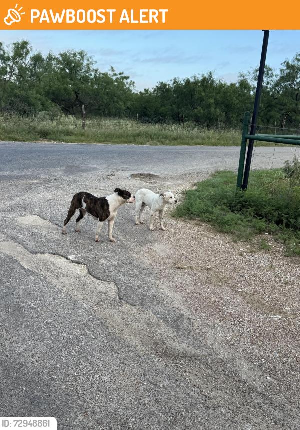 Found/Stray Unknown Dog last seen Pheasant Run  & S Jameson , Tom Green County, TX 76904