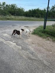 Found/Stray Unknown Dog last seen Pheasant Run  & S Jameson , Tom Green County, TX 76904