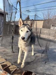 Lost Female Dog last seen Western and Detroit , Toledo, OH 43609