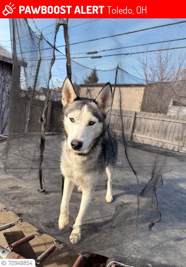 Lost Female Dog last seen Western and Detroit , Toledo, OH 43609