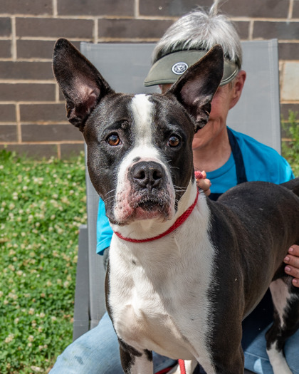 Shelter Stray Male Dog last seen , 30038, GA, Atlanta, GA 30341