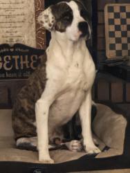 Lost Male Dog last seen None, Slocomb, AL 36375