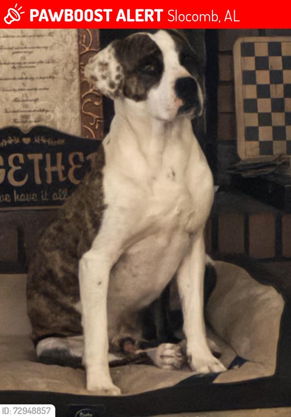 Lost Male Dog last seen None, Slocomb, AL 36375