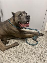 Shelter Stray Male Dog last seen Grifton, NC 28530, New Bern, NC 28562