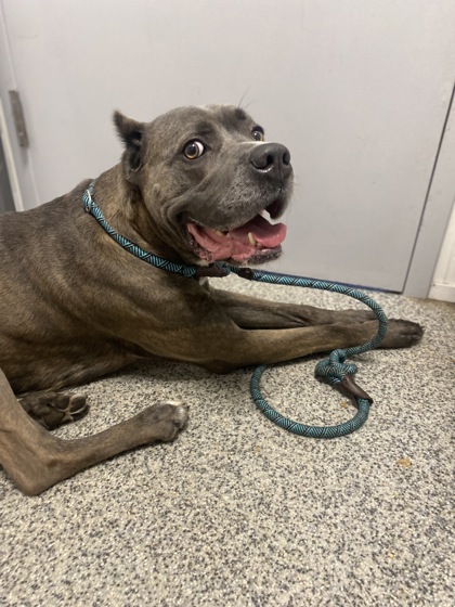 Shelter Stray Male Dog last seen Grifton, NC 28530, New Bern, NC 28562