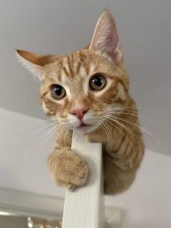 Lost Male Cat last seen Near E. Hill St, Decatur, GA 30030
