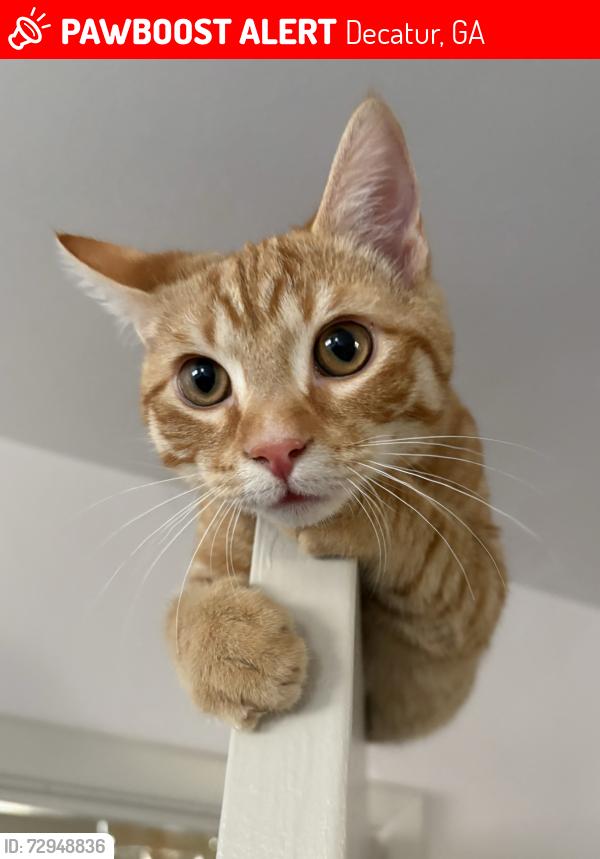 Lost Male Cat last seen Near E. Hill St, Decatur, GA 30030