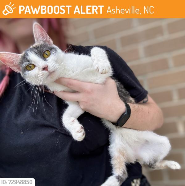 Found/Stray Unknown Cat last seen Starbucks (1 Medical Park Dr, Asheville, NC 28803) , Asheville, NC 28803