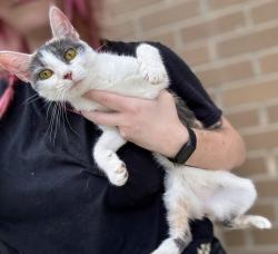 Found/Stray Unknown Cat last seen Starbucks (1 Medical Park Dr, Asheville, NC 28803) , Asheville, NC 28803