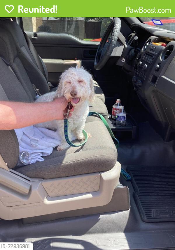 Reunited Unknown Dog last seen Harvest Hill and Drexelwood Dallas 75244, Dallas, TX 75244