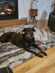 Lost Female Dog last seen Stach rd and cougar gulch , Coeur d'Alene, ID 83814