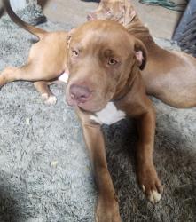 Lost Female Dog last seen Punchbowl Road, Vardiel Ave Belfield NSW, Belfield, NSW 2191