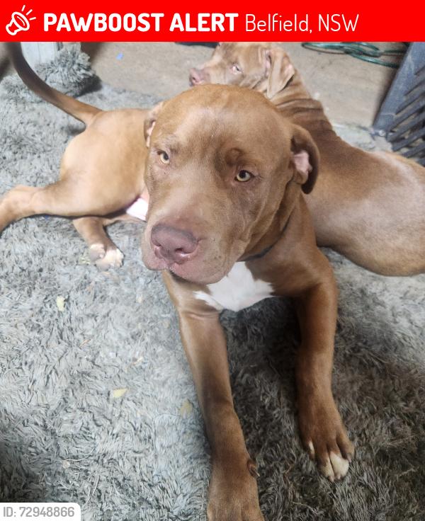 Lost Female Dog last seen Punchbowl Road, Vardiel Ave Belfield NSW, Belfield, NSW 2191