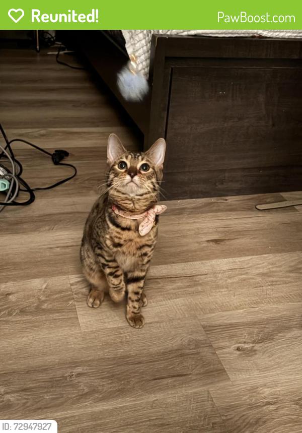 Reunited Female Cat last seen Wedgewood dr, Kitchener, ON N2B 1E7
