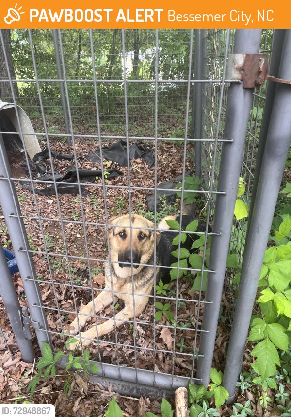 Found/Stray Unknown Dog last seen Besstown road, Davis road , Bessemer City, NC 28016