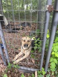 Found/Stray Unknown Dog last seen Besstown road, Davis road , Bessemer City, NC 28016