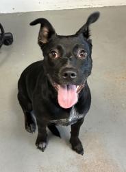 Shelter Stray Female Dog last seen Near E 1300 S, SALT LAKE CITY, UT, 84115, Taylorsville, UT 84123