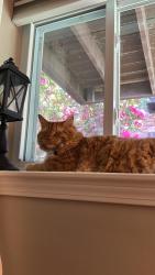 Reunited Male Cat last seen Westgate Road, Chestnut Hill, near the cemetery, Boston, MA 02467