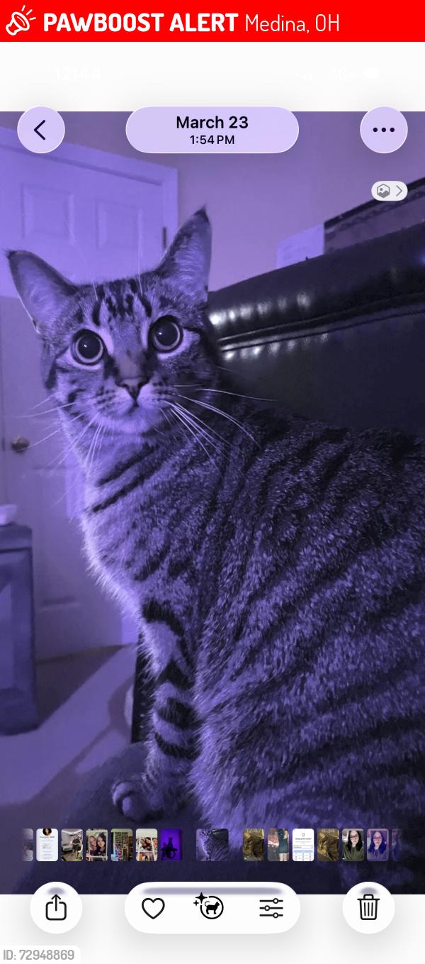 Lost Female Cat last seen Wadsworth road near the Medina square, Medina, OH 44256