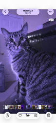 Lost Female Cat last seen Wadsworth road near the Medina square, Medina, OH 44256