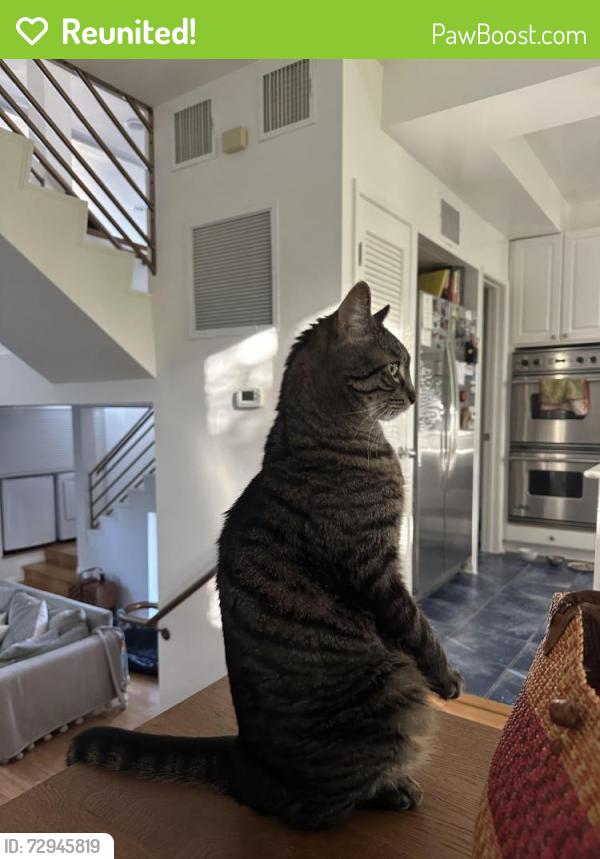 Reunited Male Cat last seen pacific and 11th streets, Santa Monica, CA 90405