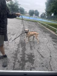 Lost Female Dog last seen Near s Yale ave , Tulsa, OK 74135