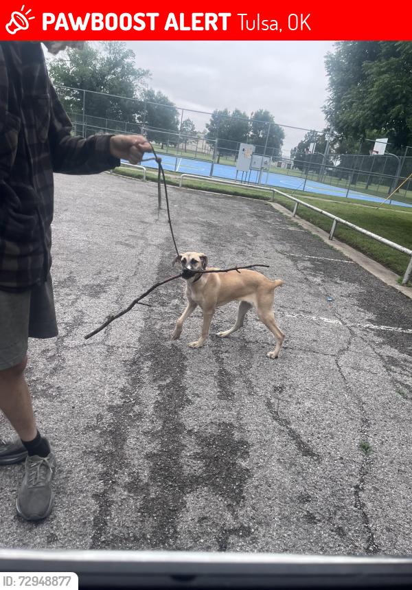 Lost Female Dog last seen Near s Yale ave , Tulsa, OK 74135
