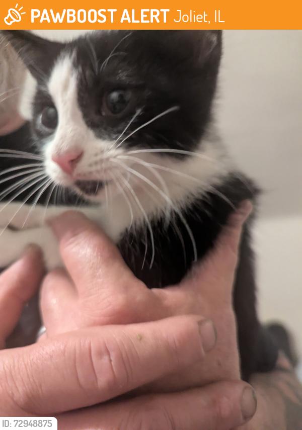 Rehomed Female Cat last seen Henderson Ave and Washington St , Joliet, IL 60433