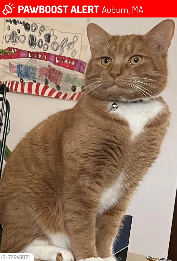 Lost Male Cat last seen School St / South St, Auburn, MA 01501