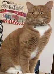 Lost Male Cat last seen School St / South St, Auburn, MA 01501