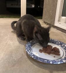 Found/Stray Male Cat last seen Grand Prix Ct., Fontana, CA 92336