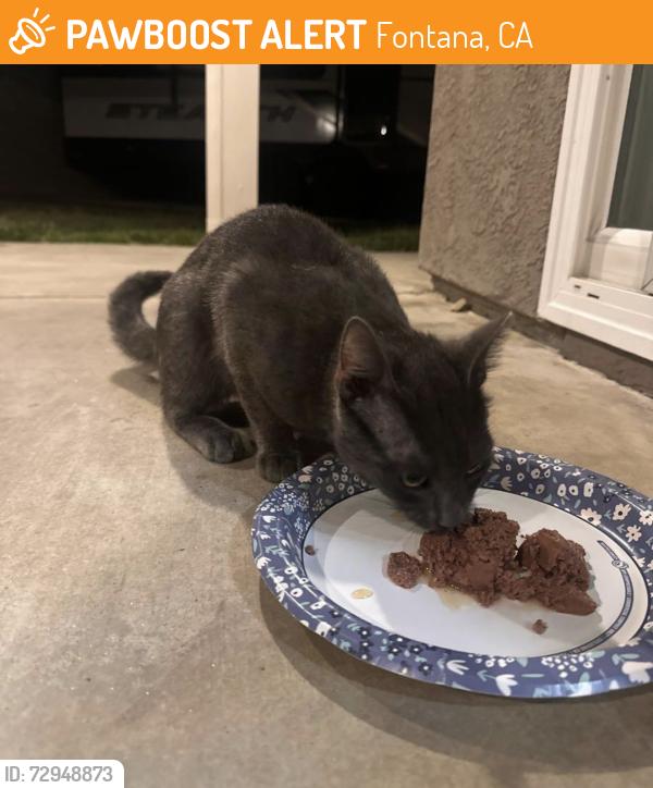 Found/Stray Male Cat last seen Grand Prix Ct., Fontana, CA 92336