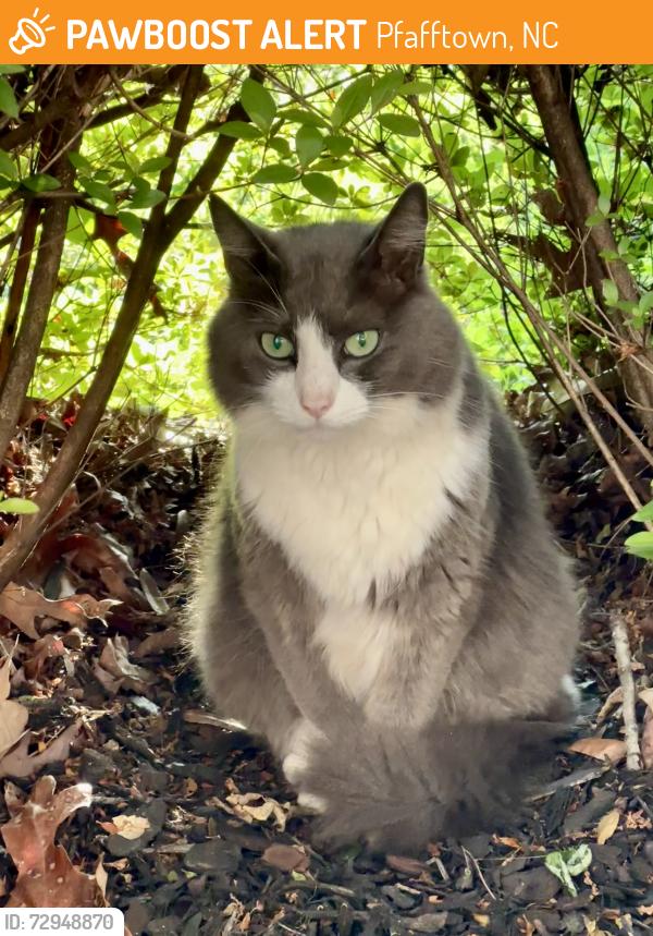 Found/Stray Unknown Cat last seen Davbow Park neighborhood  across Old Town Gymastics on Reynolda Road, Pfafftown, NC 27040