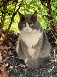 Found/Stray Unknown Cat last seen Davbow Park neighborhood  across Old Town Gymastics on Reynolda Road, Pfafftown, NC 27040