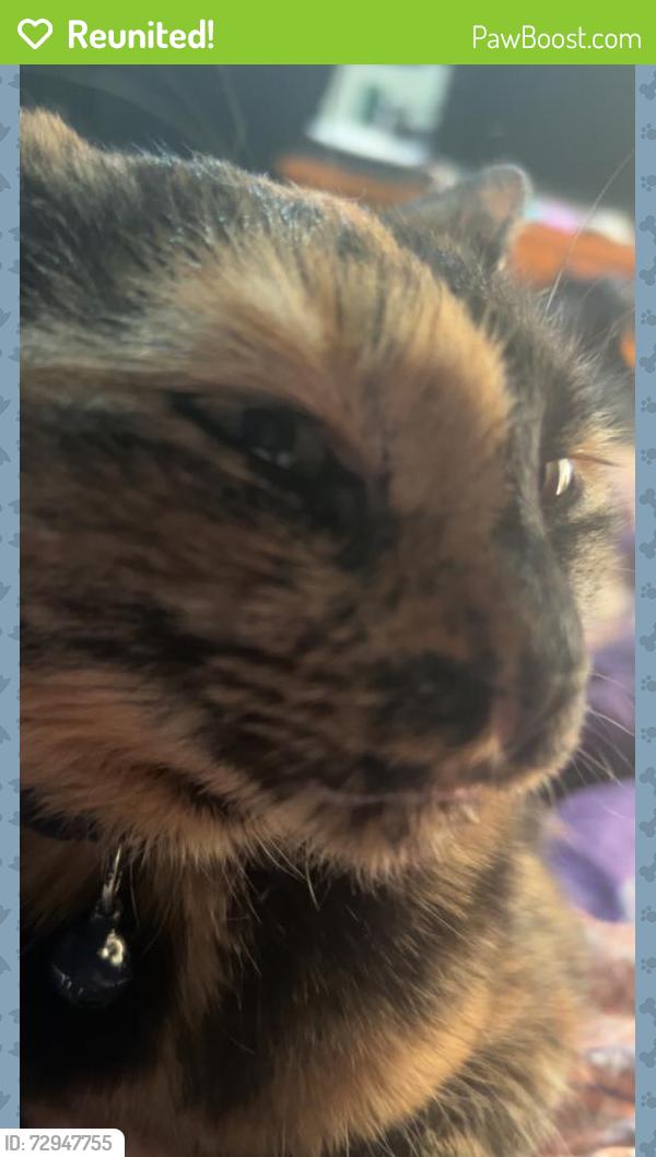 Reunited Female Cat last seen Near County Rd 3413, Chandler, TX 75758, USA, Chandler, TX 75758