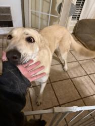 Reunited Male Dog last seen Hefner and Rockwell , Oklahoma City, OK 73162