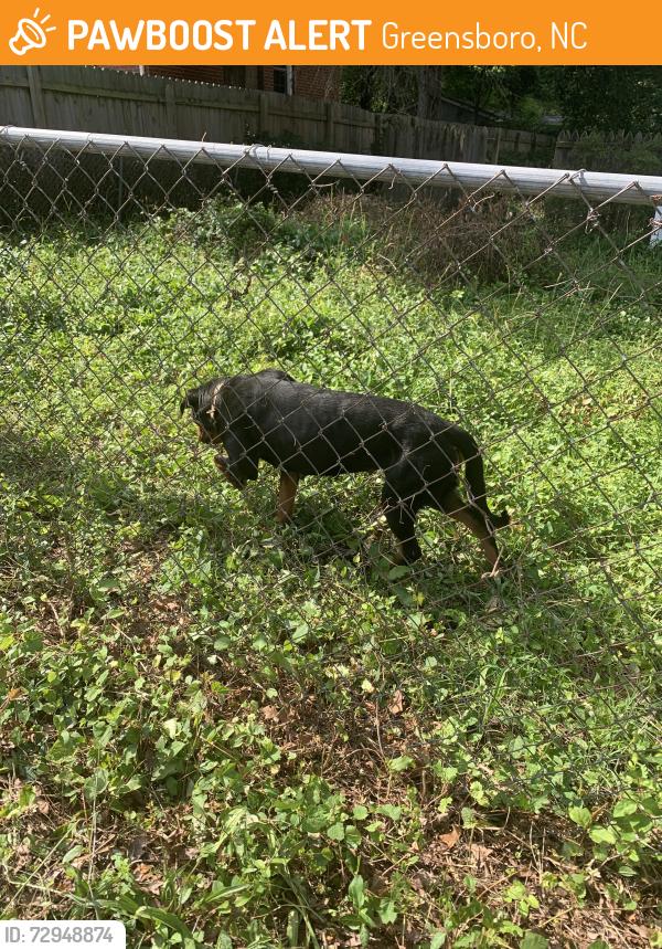 Found/Stray Female Dog last seen Near West Florida Street Greensboro, Greensboro, NC 27403