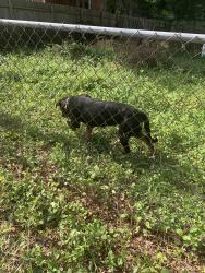 Found/Stray Female Dog last seen Near West Florida Street Greensboro, Greensboro, NC 27403
