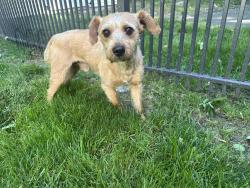 Reunited Male Dog last seen Heritage and Centennial Drive. , Danbury, CT 06811