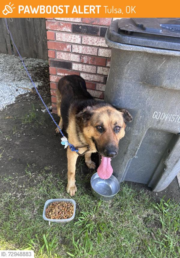 Found/Stray Unknown Dog last seen Marshall place & greenwood avenue, Tulsa, OK 74106