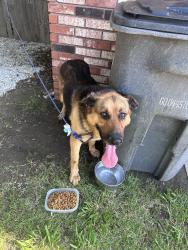 Found/Stray Unknown Dog last seen Marshall place & greenwood avenue, Tulsa, OK 74106