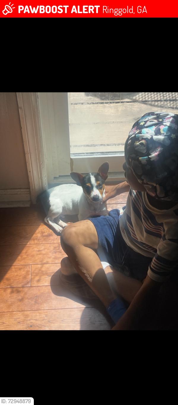 Lost Male Dog last seen Baggett Road, Ringgold, GA 30736