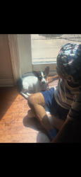 Lost Male Dog last seen Baggett Road, Ringgold, GA 30736