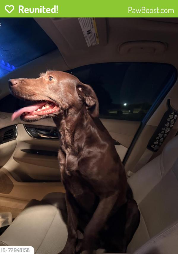 Reunited Female Dog last seen Palo Oaks/Weeping Oak, Burleson, TX 76028
