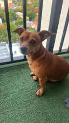 Found/Stray Male Dog last seen SW 8 street, Miami, FL 33125