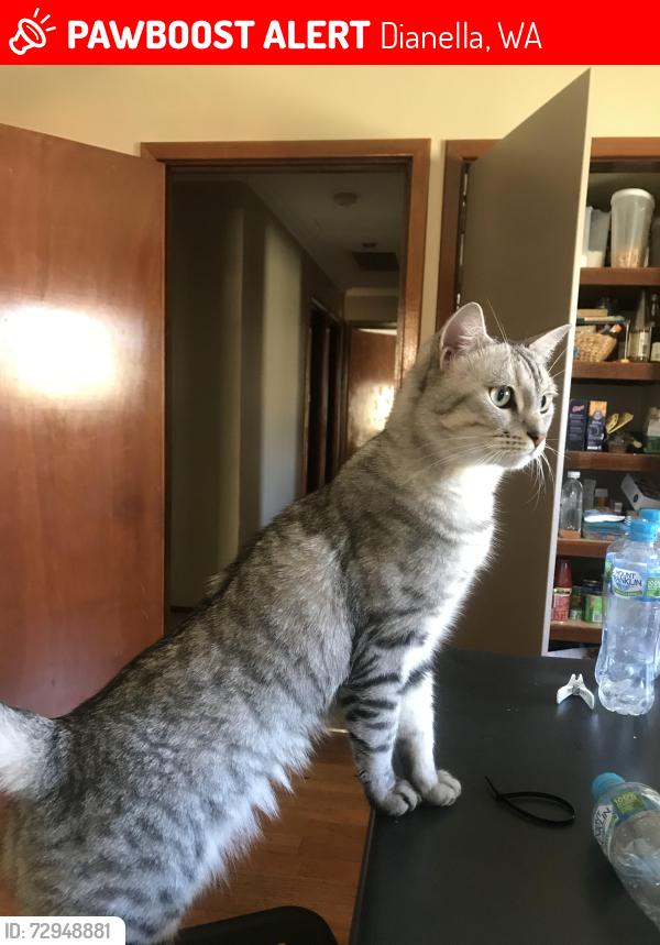 Lost Male Cat last seen Park, Dianella, WA 6059